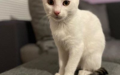 MAC