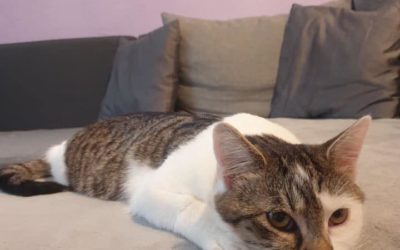 PIP